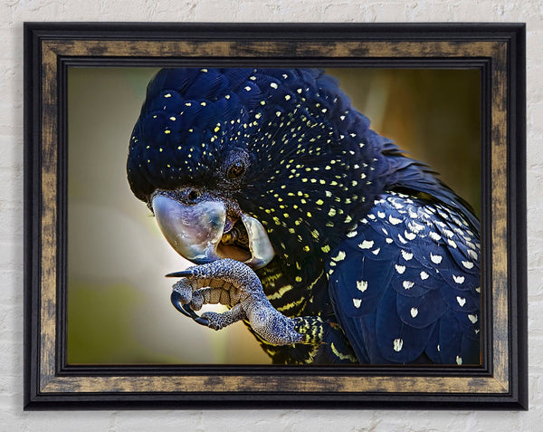 Pretty Parrot Framed Print