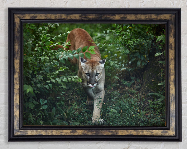 Puma Walk Framed Print