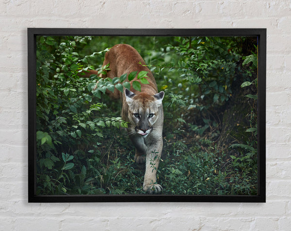 Puma Walk Framed Print