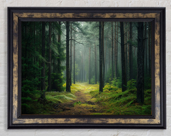 Road Woodland Walk Framed Print