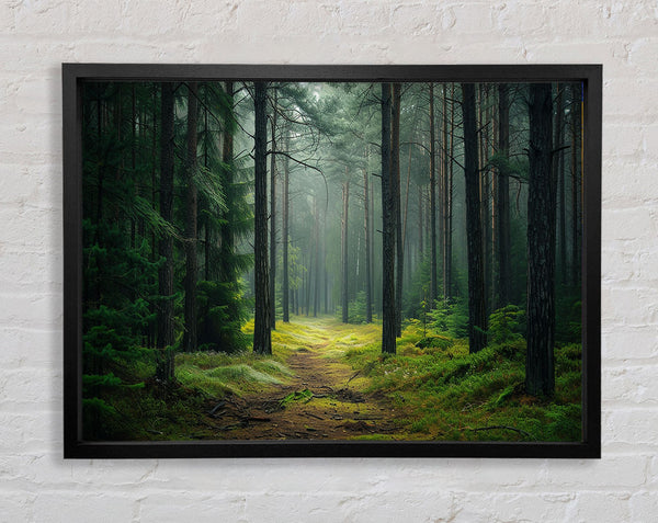 Road Woodland Walk Framed Print
