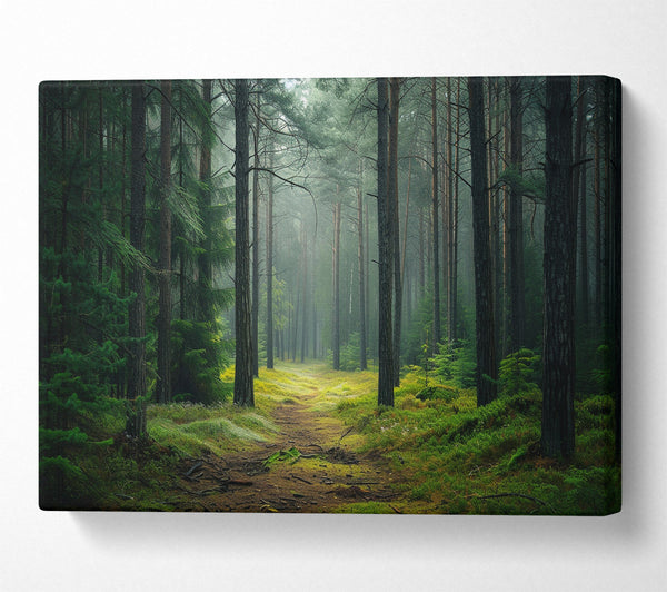  A Canvas Print of Road Woodland Walk Canvas Art