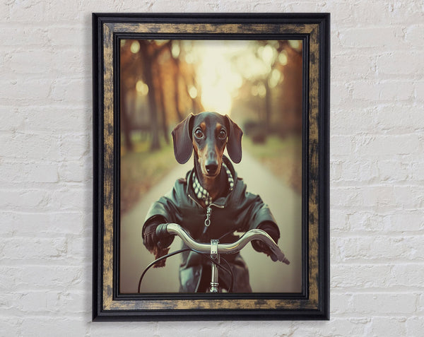 Sausage Dog Riding Bike Framed Print