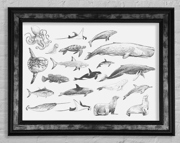 Sea Creatures Framed Print