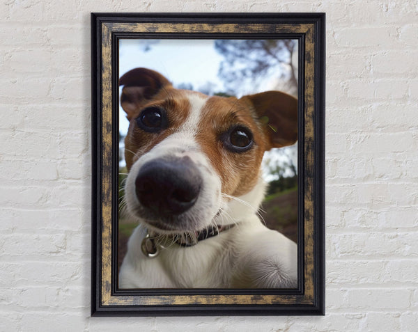 Selfie Jack Russell Framed Print