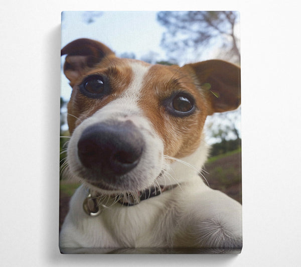  A Canvas Print of Selfie Jack Russell Canvas Print
