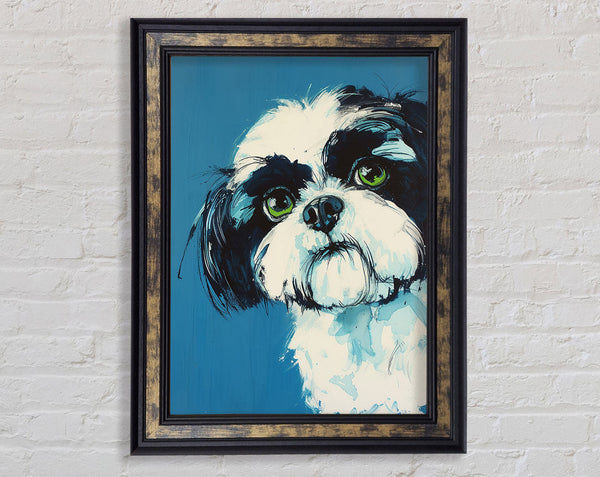 Shih Tzu Stare Framed Print