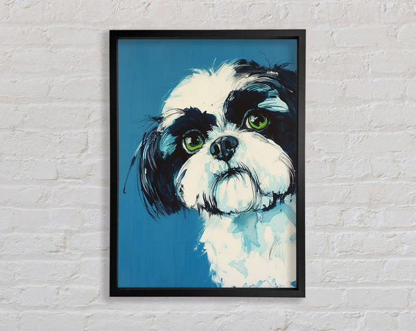 Shih Tzu Stare Framed Print
