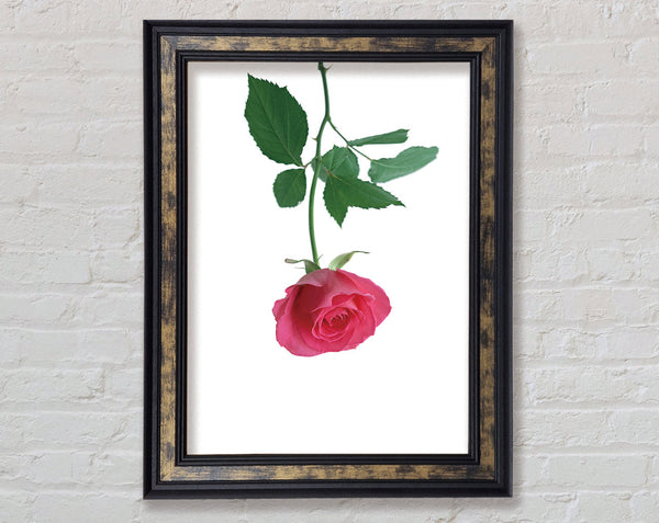 Single Rose Framed Print