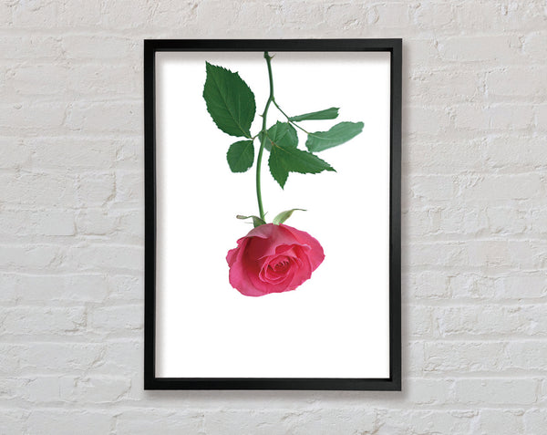 Single Rose Framed Print