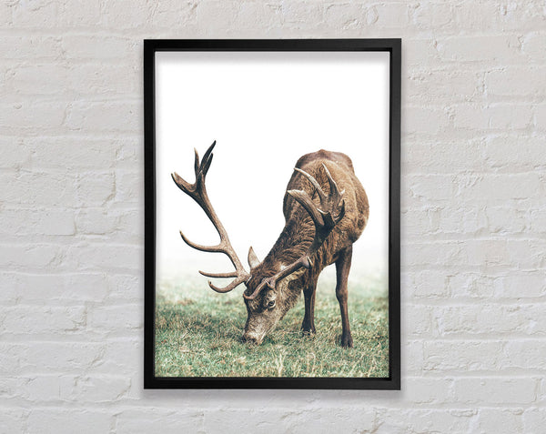 Stag Eating Grass Framed Print