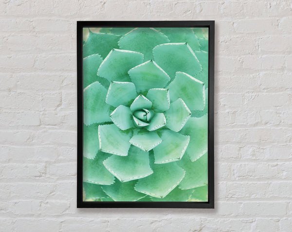 Succulent Framed Print
