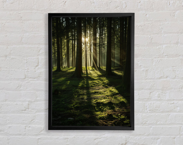 Sun Beaming Through The Trees Framed Print