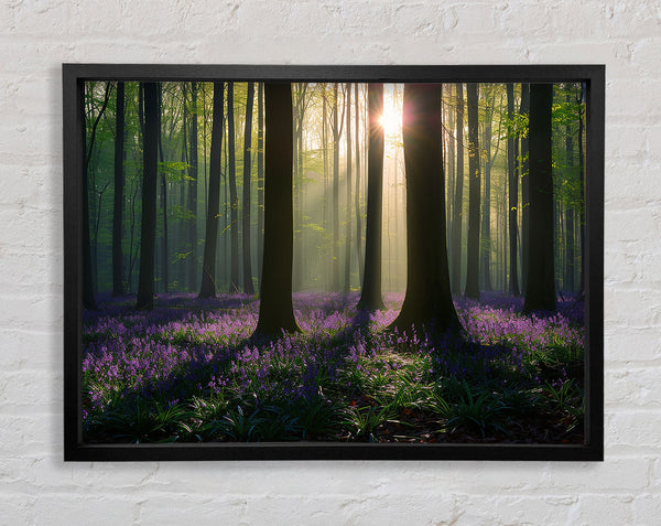 Sun Slipping Through The Trees Framed Print