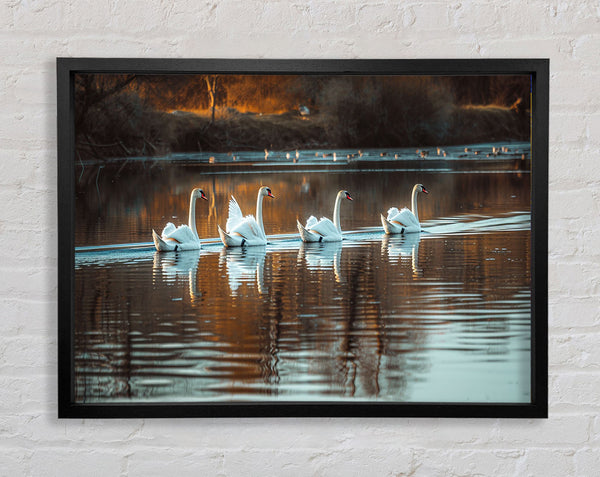 Swan Pond Framed Print