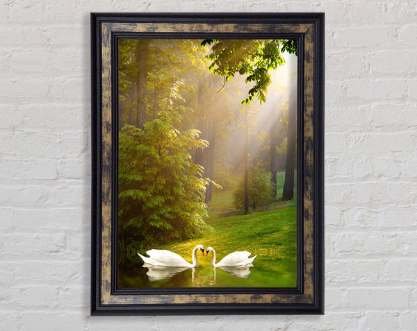 Swans On Lake Framed Print