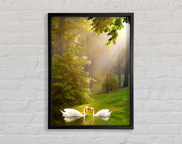 Swans On Lake Framed Print