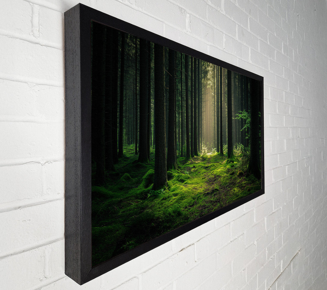 A Canvas Print of Tall Trees Of The Forest Canvas Wall Art