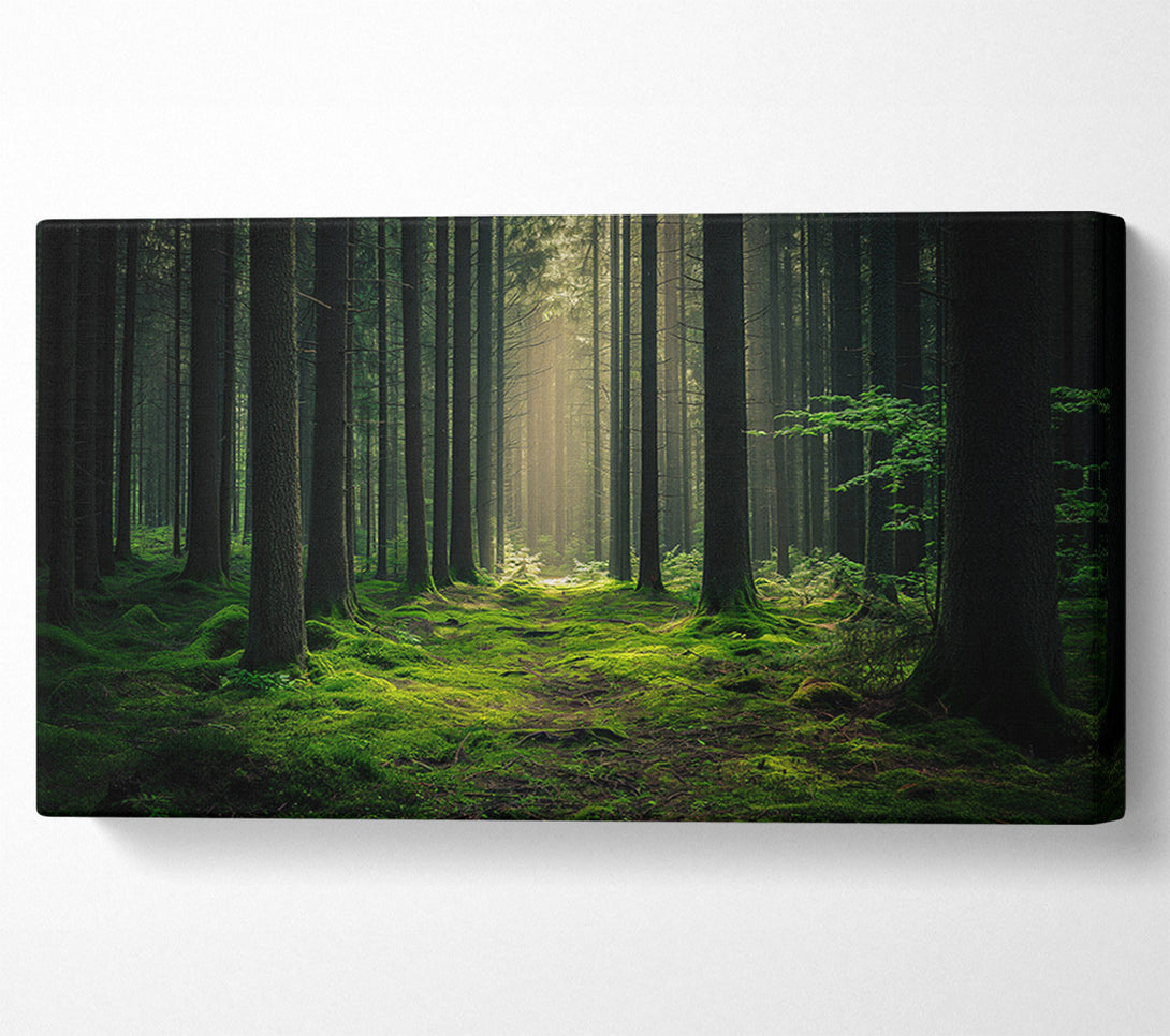  A Canvas Print of Tall Trees Of The Forest Canvas Wall Art