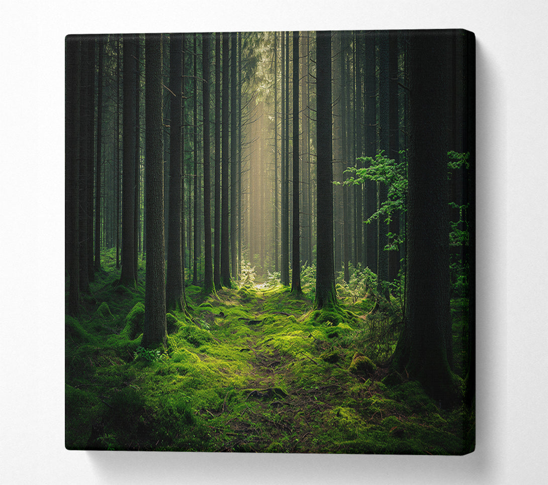  A Canvas Print of Tall Trees Of The Forest Canvas Wall Art