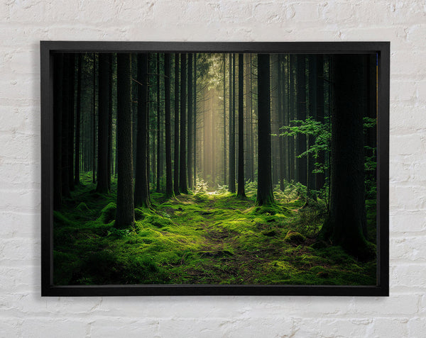 Tall Trees Of The Forest Framed Print