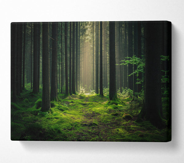  A Canvas Print of Tall Trees Of The Forest Canvas Wall Art