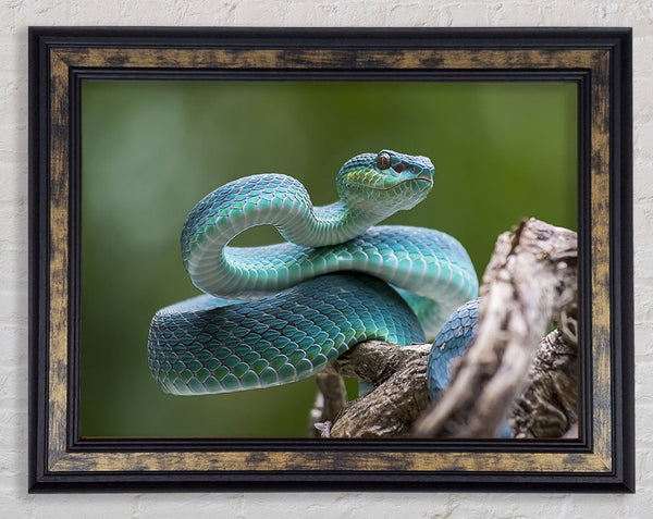 Teal Viper Framed Print