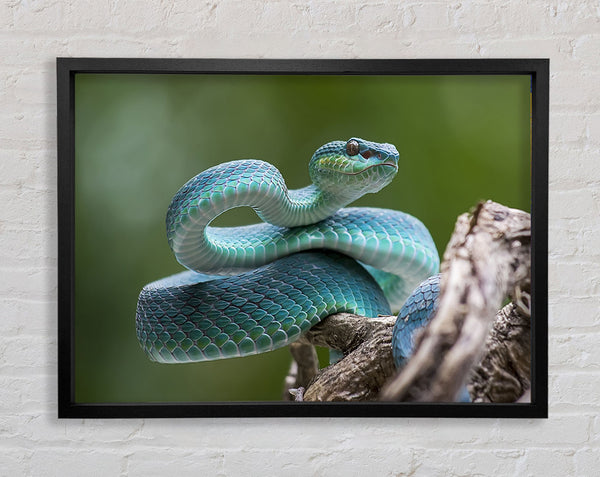 Teal Viper Framed Print