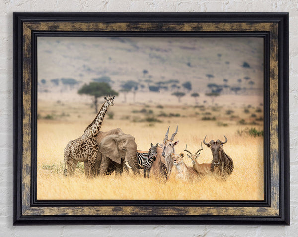 The African Pack Framed Print