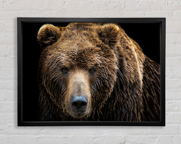 The Bear Framed Print