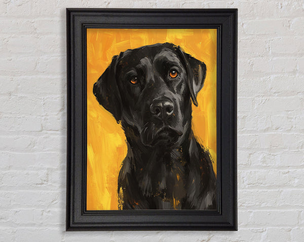 The Black Labrador Stare Framed Print