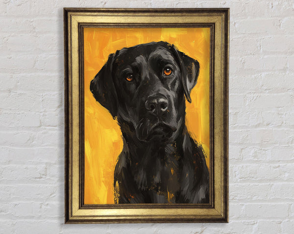 The White Labrador Stare Framed Print