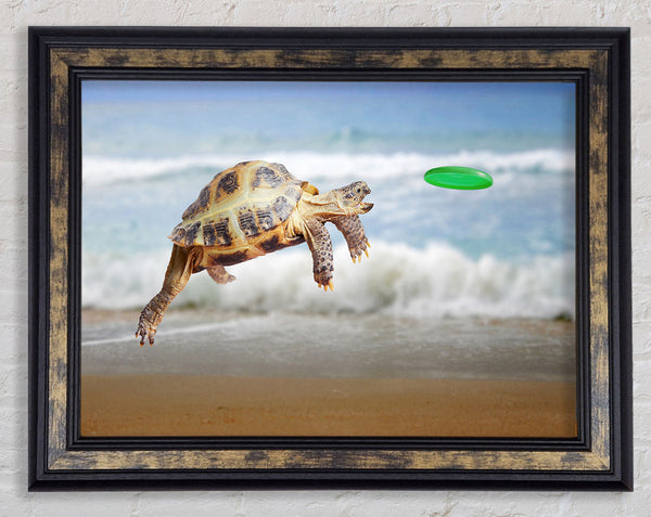 Tortoise Firsbee Framed Print