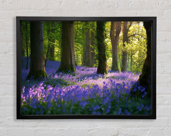 Tranquil Bluebells Framed Print