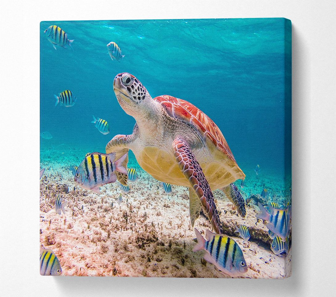  A Canvas Print of Turtle Of The Ocean Canvas Print