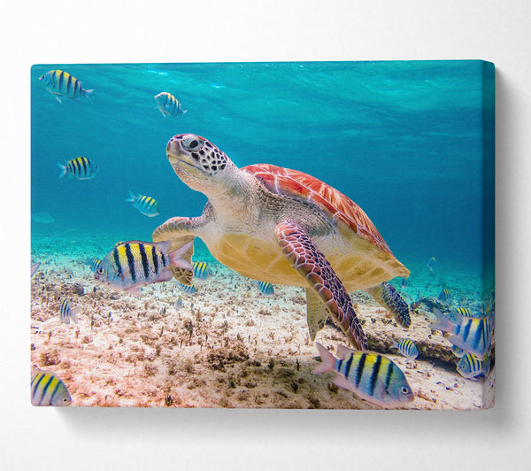  A Canvas Print of Turtle Of The Ocean Canvas Print