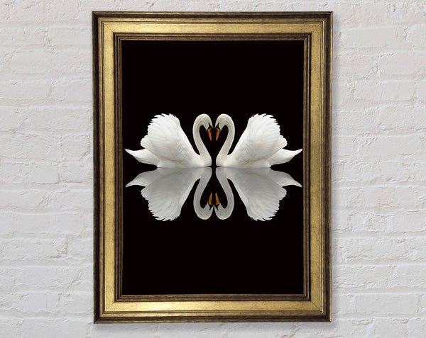 Two White Swans Framed Print