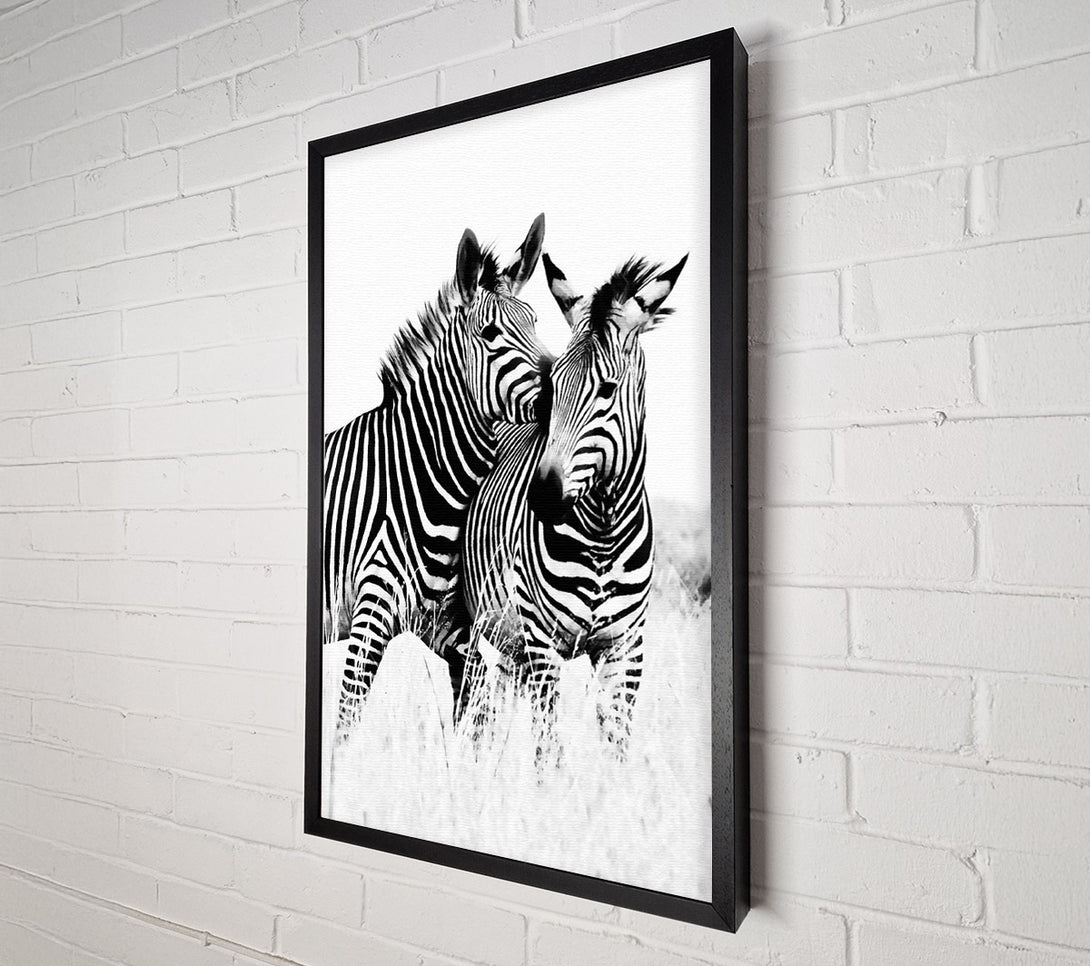  A Canvas Print of Two Zebras Together Canvas Print