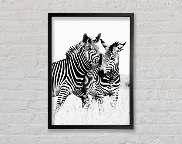 Two Zebras Together Framed Print