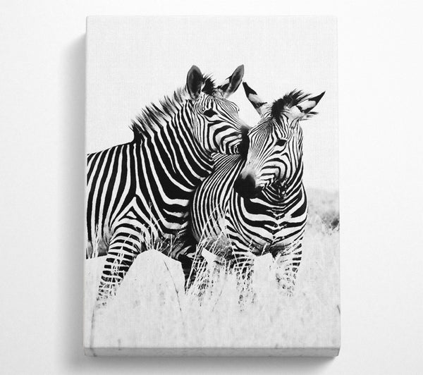  A Canvas Print of Two Zebras Together Canvas Print