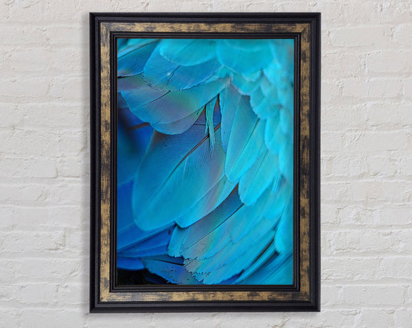 Vibrant Blue Feathers Framed Print