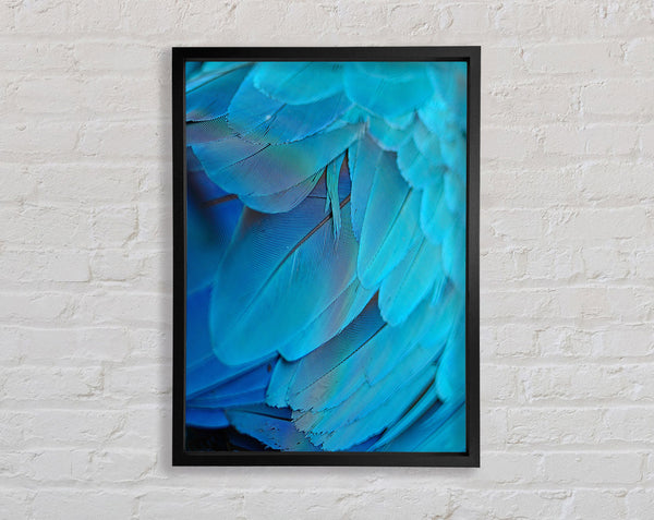 Vibrant Blue Feathers Framed Print