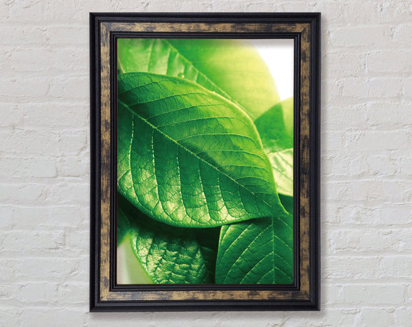 Vibrant Green Leaves Framed Print