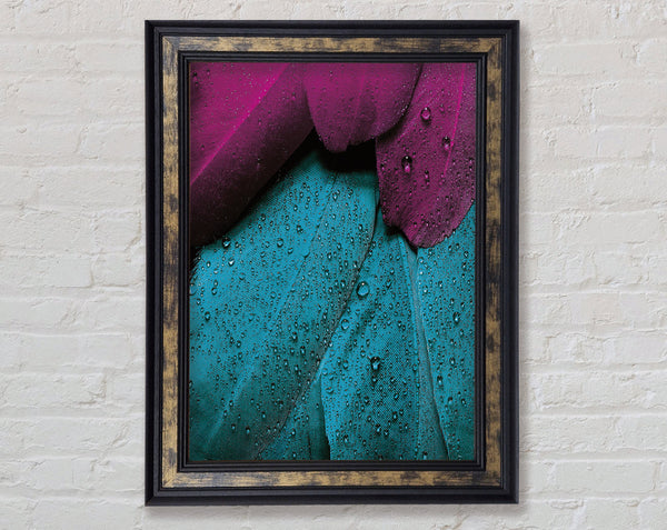 Water Drops On Feathers Framed Print