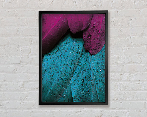 Water Drops On Feathers Framed Print