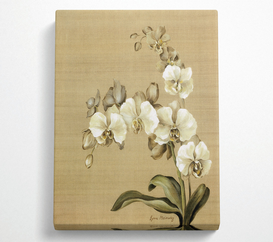  A Canvas Print of White Orchid Patch Canvas Art