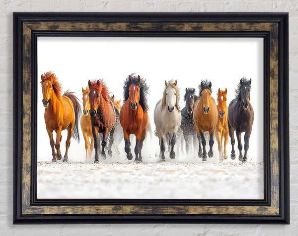 Wild Horse Framed Print