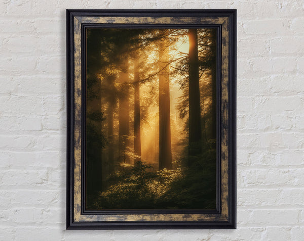 Yellow Sun Forest Framed Print