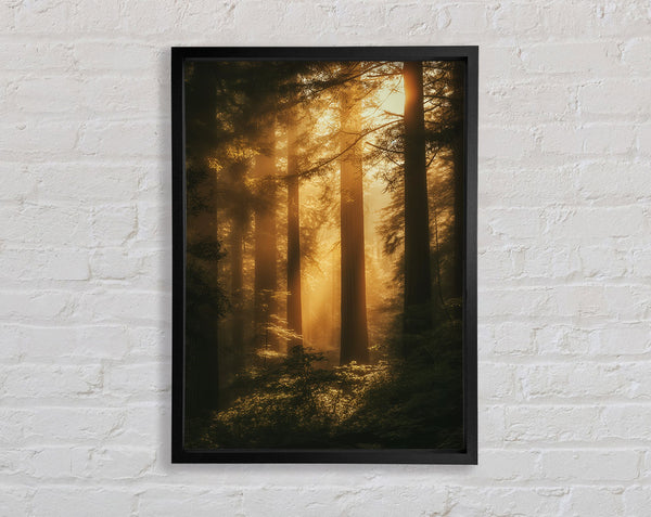 Yellow Sun Forest Framed Print