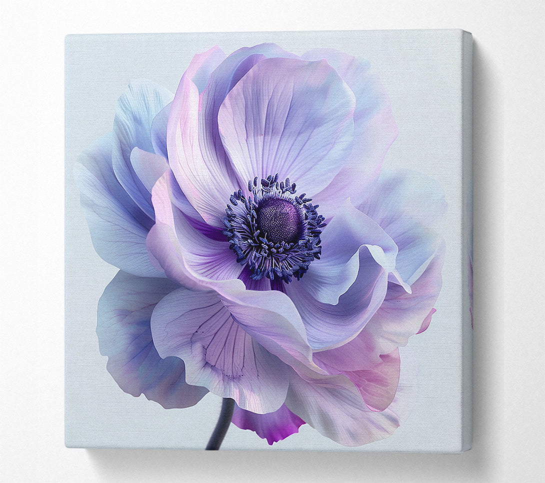 A Canvas Print of Anemone Canvas Art